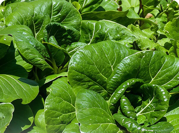 Benefits of Growing Your Own Vegetable Garden