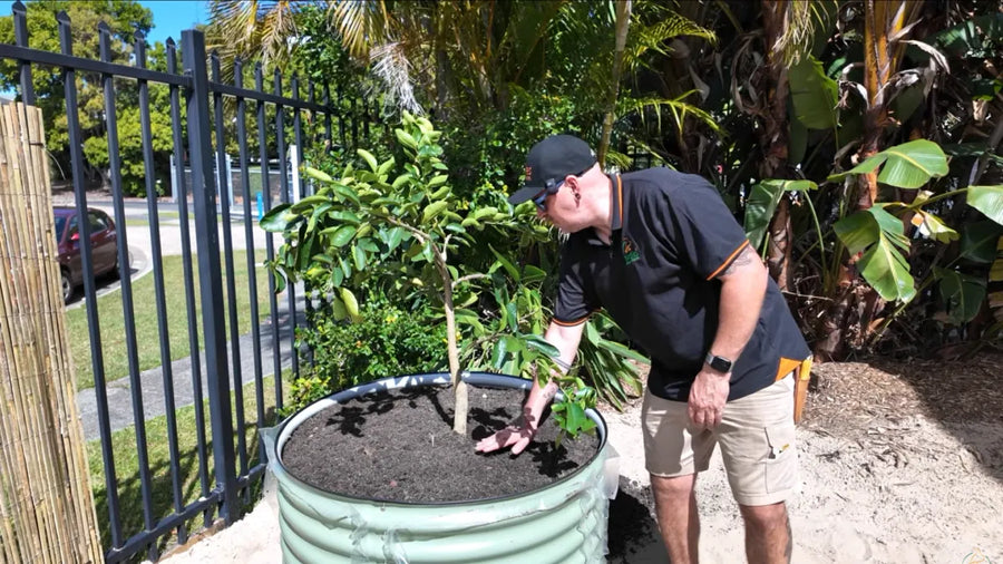 Raised Bed Garden Ideas for Beginners: From Parking Lot to Edible Garden