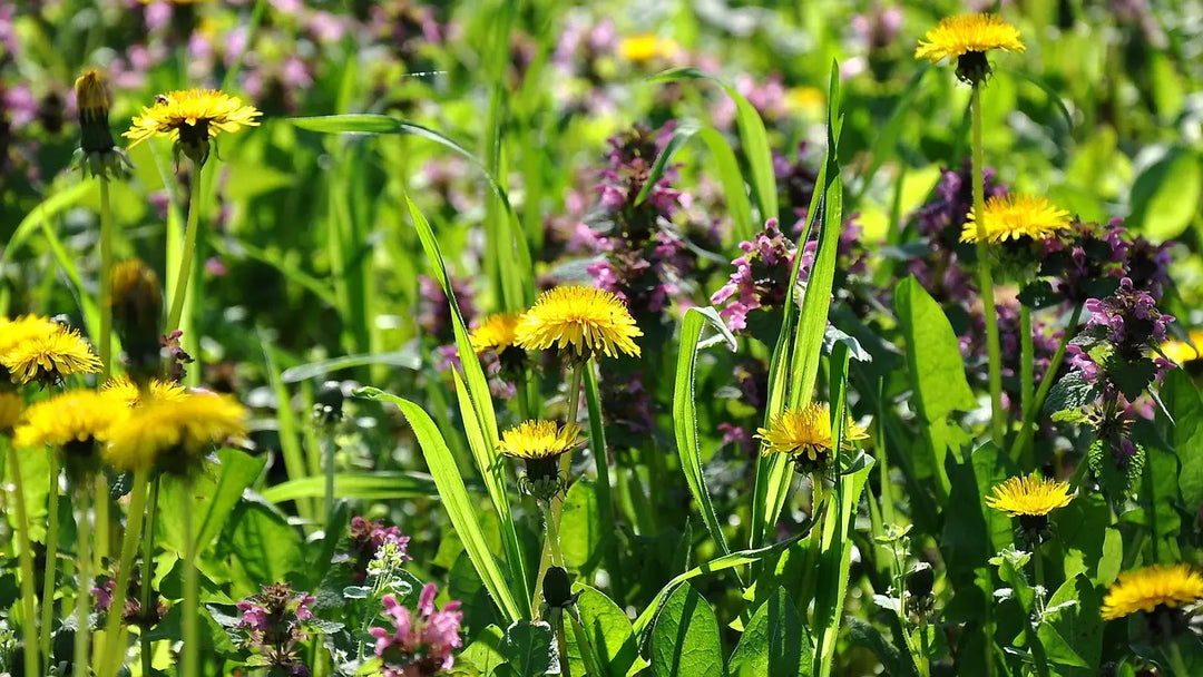 What Is Green Manure? Benefits for Vegetable Gardens