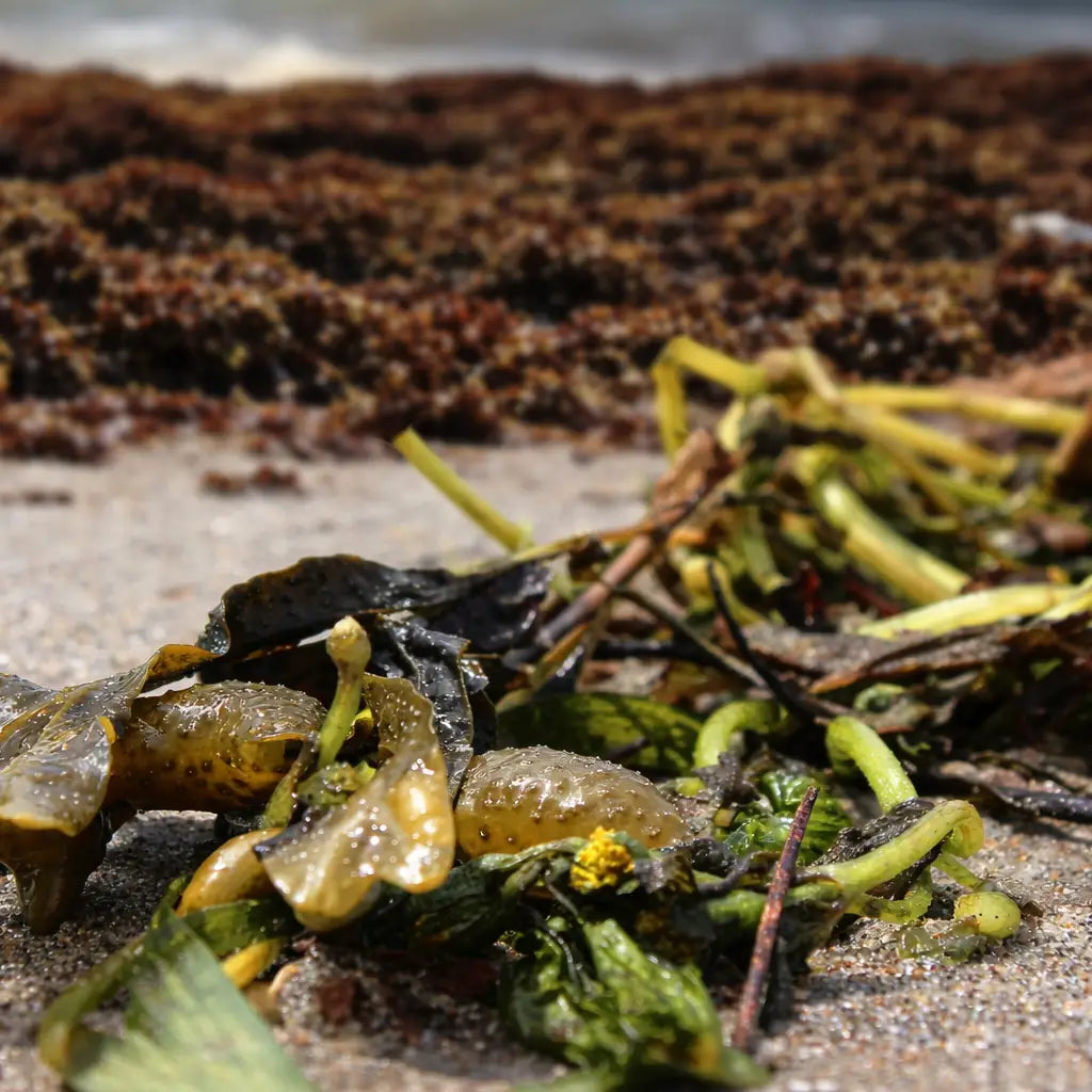 Why Seaweed Fertiliser Is Great for Vegetable Gardens