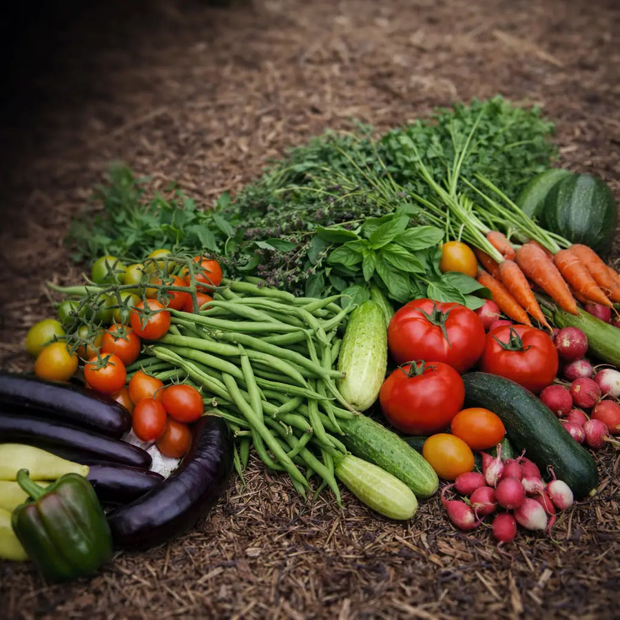 How to Start a Vegetable Garden: A Beginner’s Guide